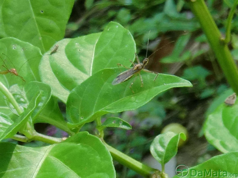 File:Reduv lepi cicad et al.jpg