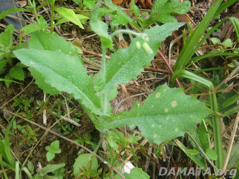 File:Inf neutra3.jpg